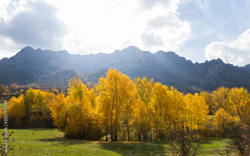 Yellow Poplars trees in autumn in mountainous area and backlit 