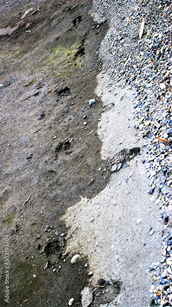 Foot prints of a caribou at Prudhoe Bay