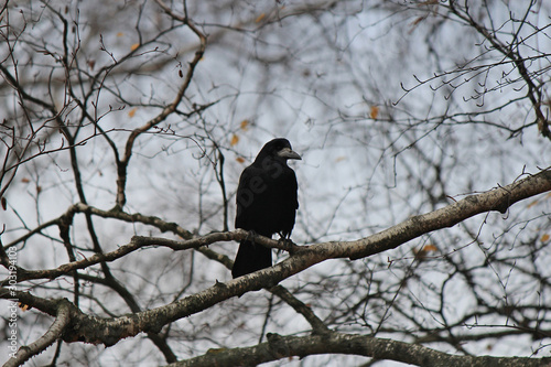 Photography sinister silhouette of a black crow