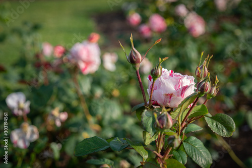 Beautiful Scentimental Floribunda Rose and Rose Buds In a Garden, Selective focus with Copy Space photo