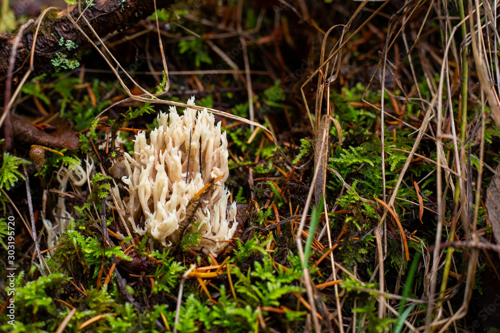 Mushrooms in a lush forest Mushrooms in a lush forest