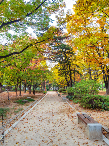 colorful park in Seoul city in autumn morning photo