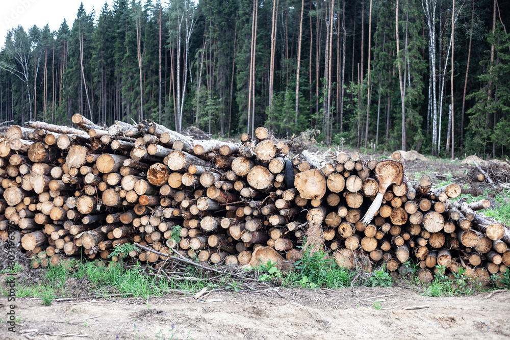 Deforestation. Logs are stacked. Felling of coniferous forest. Wood processing. Log blanks for creating boards. Protection of nature from destruction. Sawmill in Siberia.