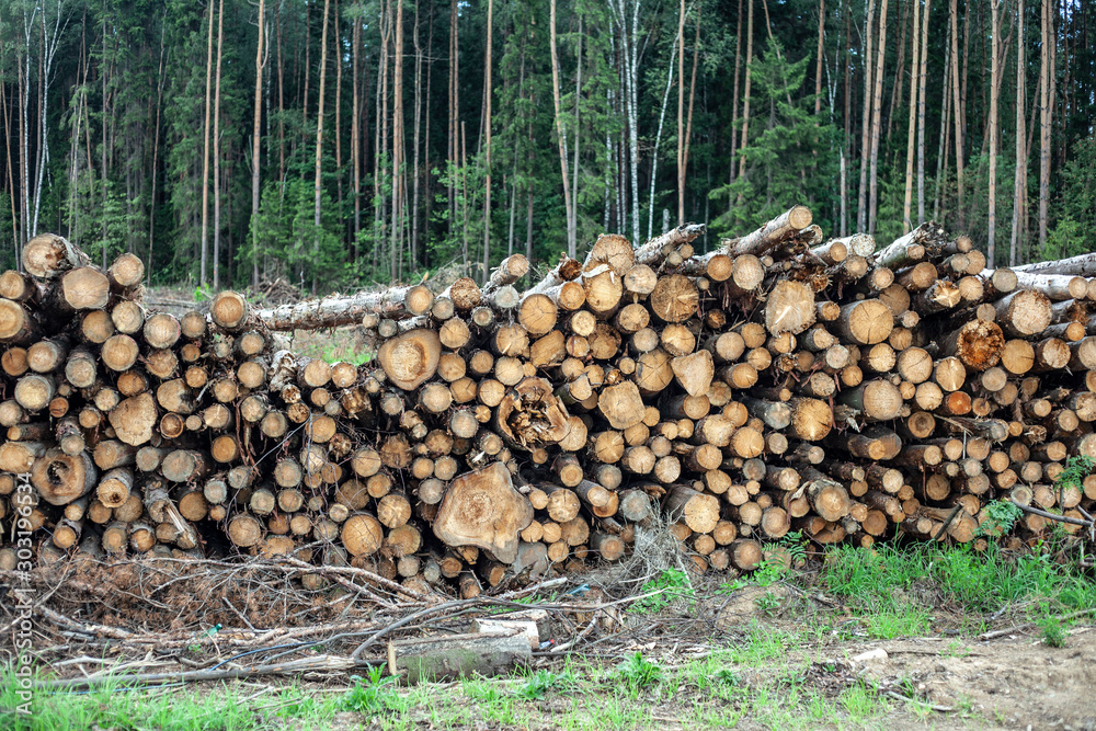 Cut down forest. Harvesting logs.
