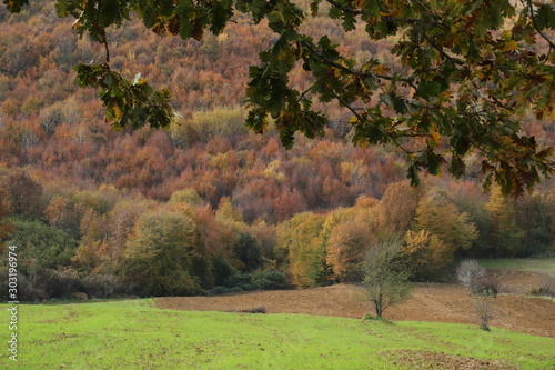 autumn in the platou photo