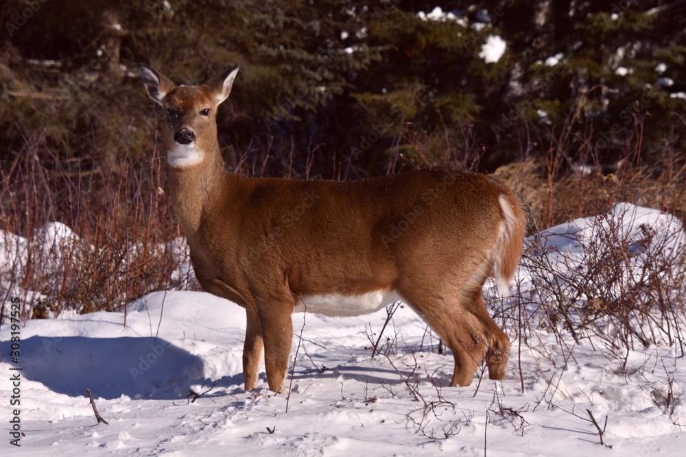 Cerf de Virginie dans l'hiver canadien Cerf de Virginie dans l'hiver canadien