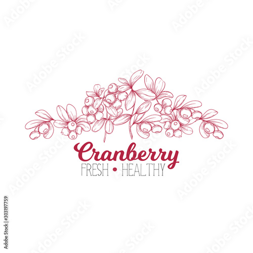 Cranberry. Element for design. Good for product label. Colored vector illustration. Graphic drawing, engraving style. Vector illustration
