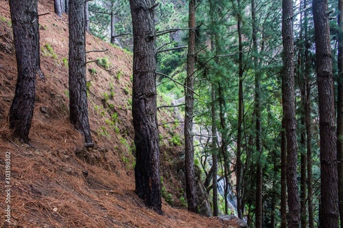 path in the forest