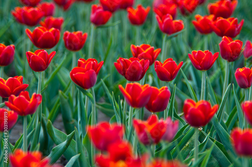 field of bright red tulips on a green background