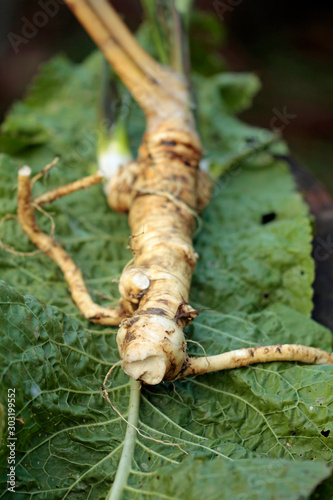 frisch geertnteter meerrettich aus bioanbau photo