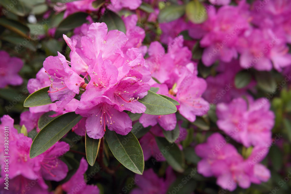 pink Rhododendron tree blossoms in spring garden pink Rhododendron tree blossoms in spring garden