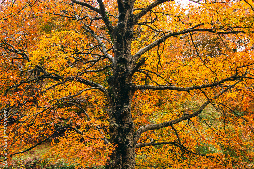Autumn tree colorful leaves