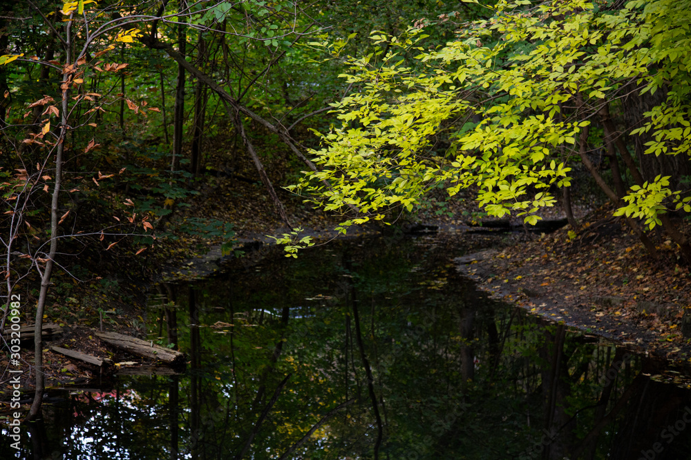 Fototapeta premium trees in the forest