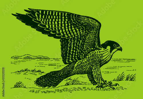 Peregrine falcon falco peregrinus sitting on ground and spreading its wings, isolated on green background