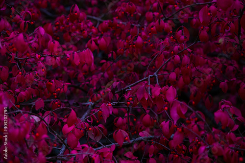 flowers on black background
