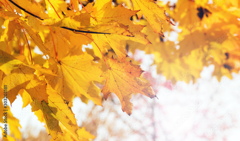 Autumn background, yellow maple leaves. Free space for an inscription. The time of year is autumn. Autumn background, yellow maple leaves. Free space for an inscription. The time of year is autumn.