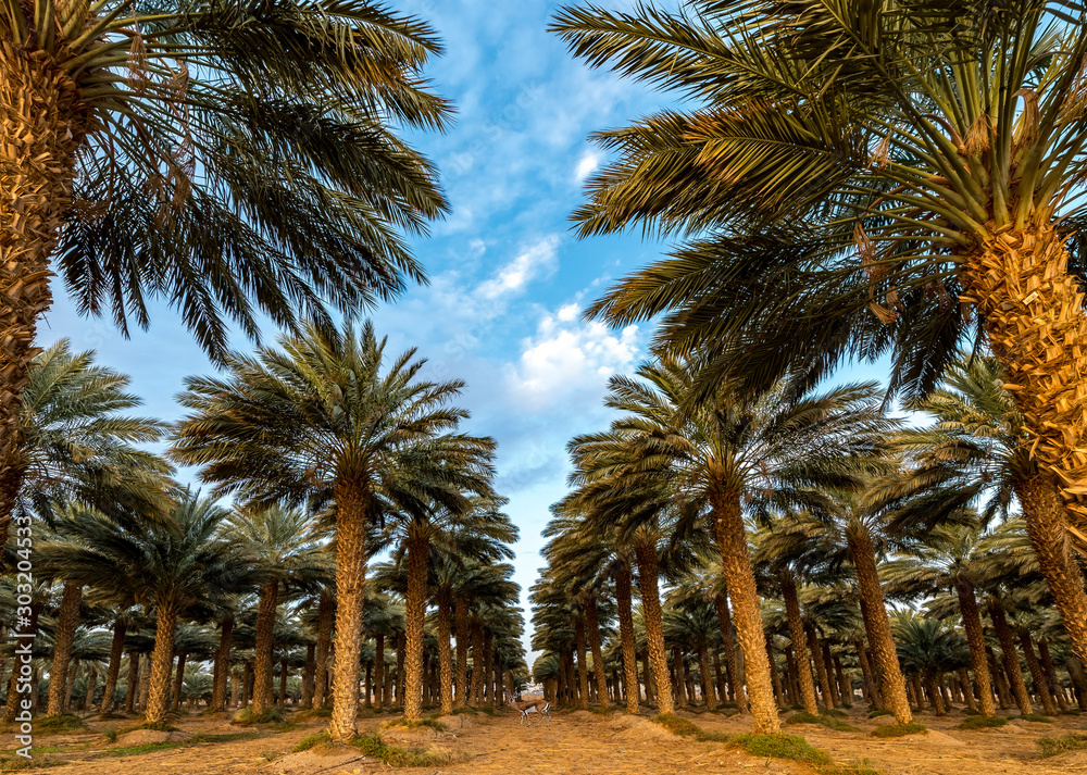 Plantation of date palms, advanced tropical and desert agriculture in the Middle East