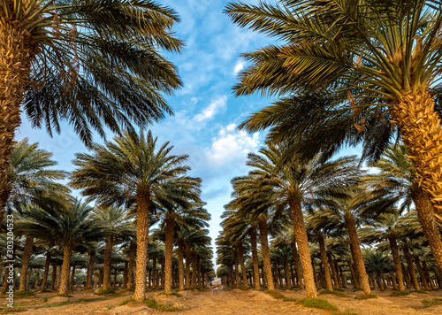Plantation of date palms  advanced tropical and desert agriculture in the Middle East