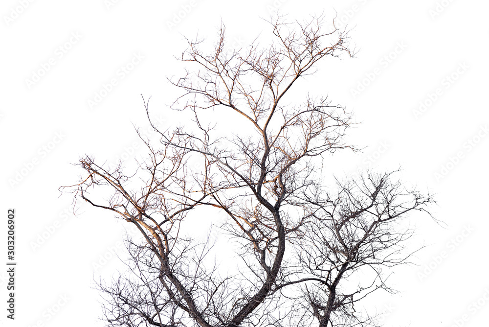 Dried tree isolated on white background.