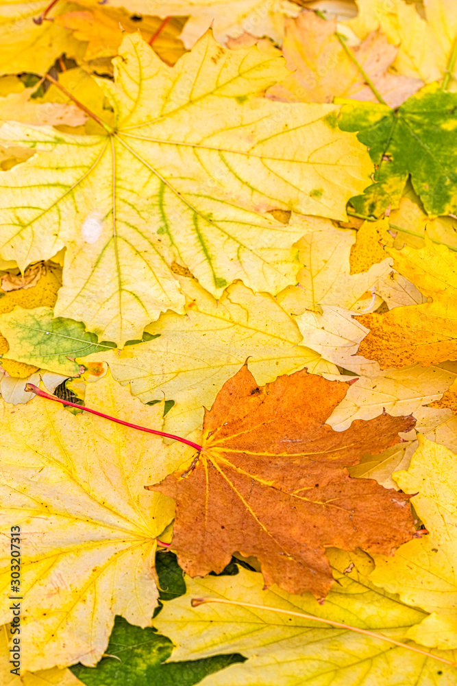 Orange maple leaf on fallen autumn foliage, macro