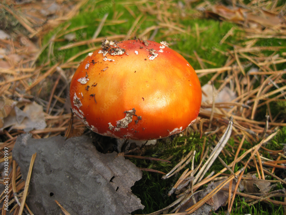 Mushroom Mushroom