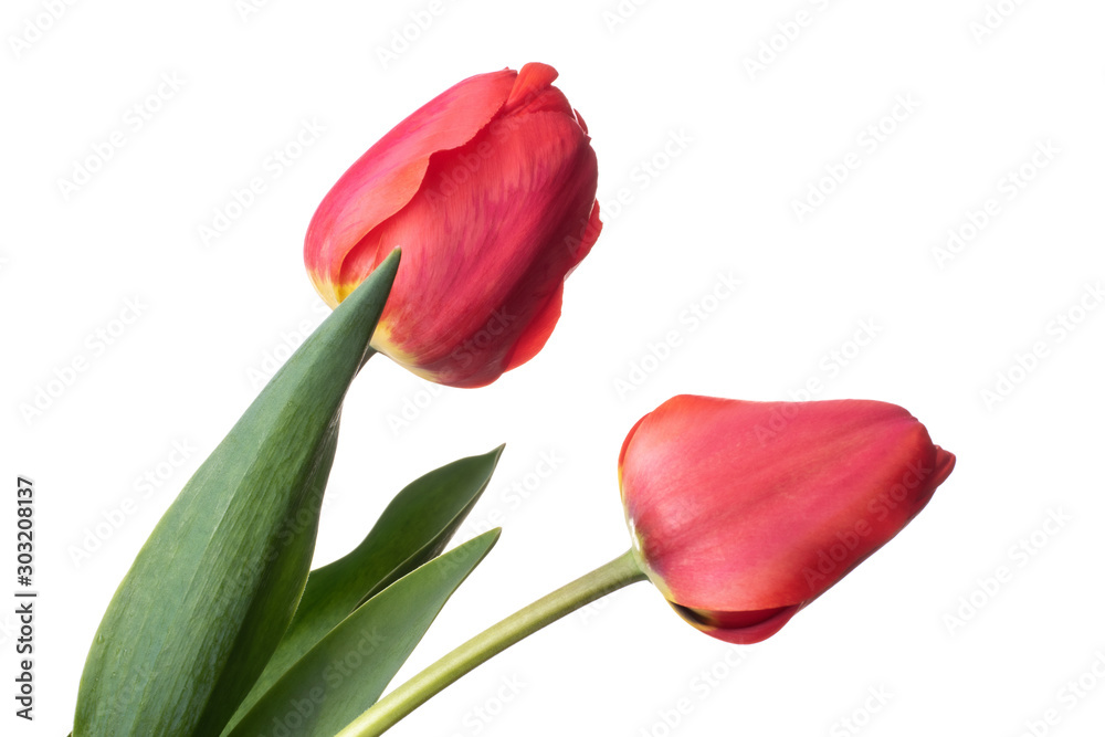 Isolated red tulip flowers over white background Isolated red tulip flowers over white background