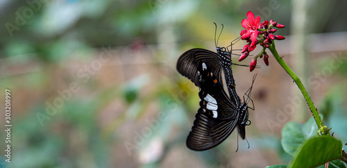 Papilio gravidarum, the Malabar raven mating on a red flower photo