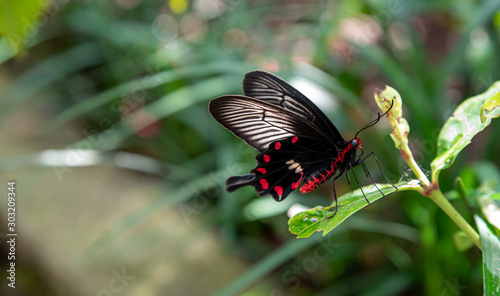 Pachliopta aristolochiae, the common rose butterfly looking for a mate photo