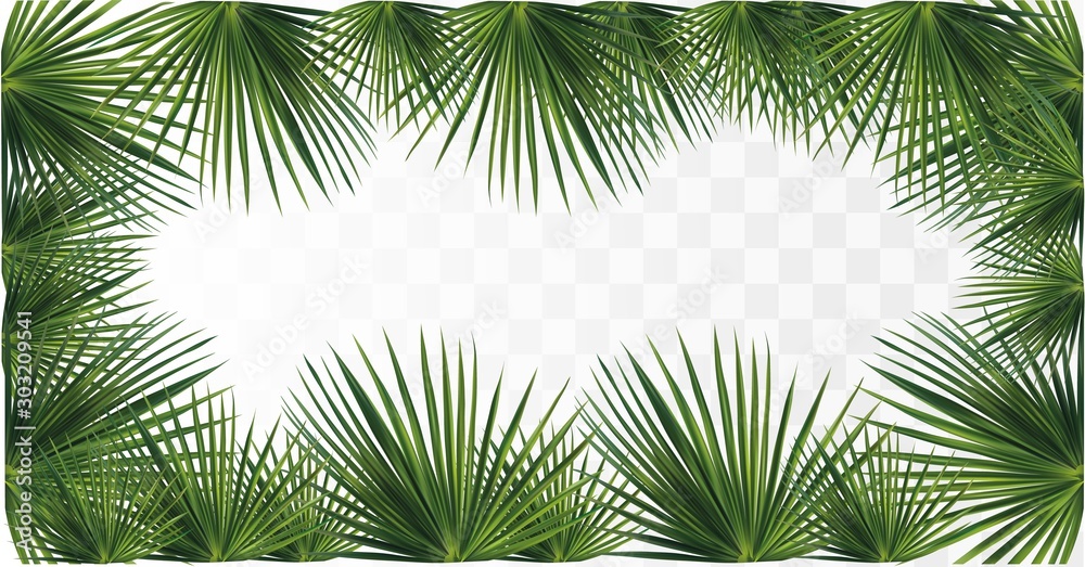 Green palm leaves. Tropical palm leaves isolated on transparent background. 3D realistic leaves with copy space for your text. Summer leaf. Icons banner. Leaves close up. Vector illustration