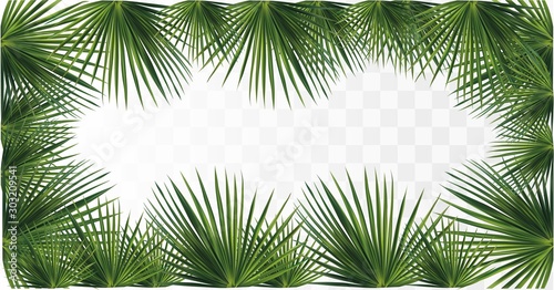 Fototapeta Naklejka Na Ścianę i Meble -  Green palm leaves. Tropical palm leaves isolated on transparent background. 3D realistic leaves with copy space for your text. Summer leaf. Icons banner. Leaves close up. Vector illustration