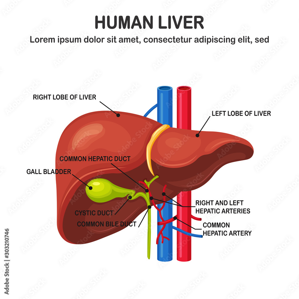 Human liver isolated on background. Internal organ. Gallbladder, aorta ...