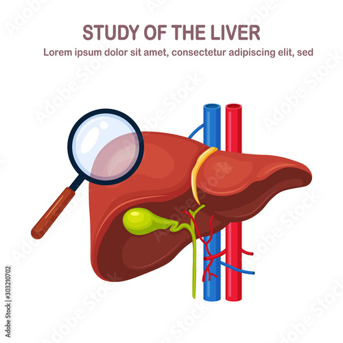 Human liver isolated on white background. Study of internal organ. Gallbladder, aorta, portal vein, hepatic duct. Medical science anatomy. Vector flat design