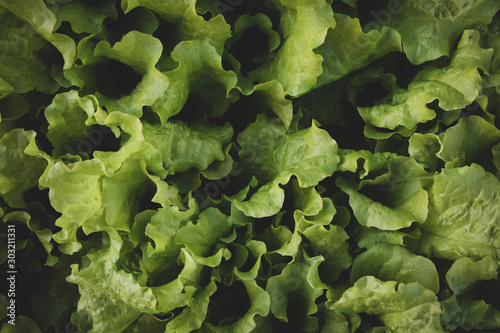 Lettuce Leaf Background