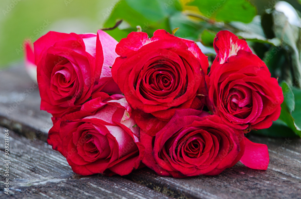 Beautiful fresh roses grow outdoors in the summer Beautiful fresh roses grow outdoors in the summer