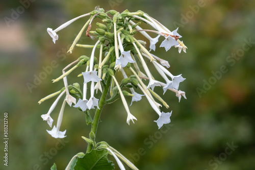 Close up of flowering tobacco (nicotiana sylvestris) in bloom. photo