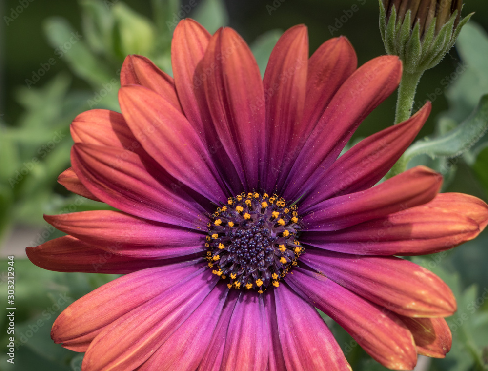 Daisy Daisy