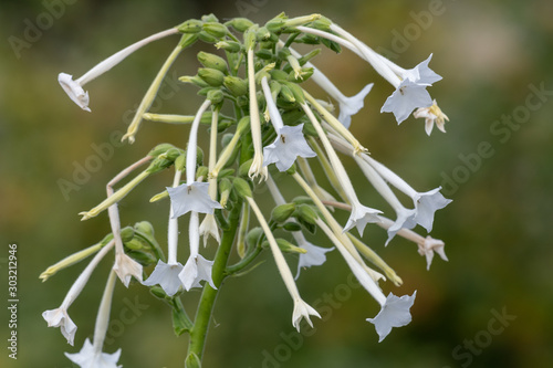 Close up of flowering tobacco (nicotiana sylvestris) in bloom. photo