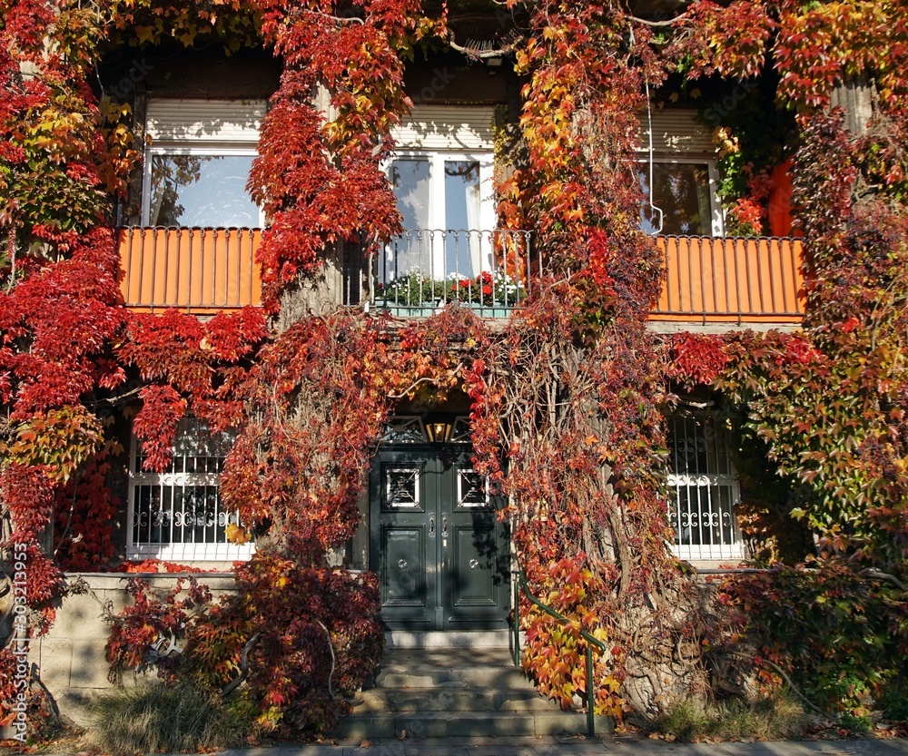 Herbstfärbung einer Fassadenbegrünung