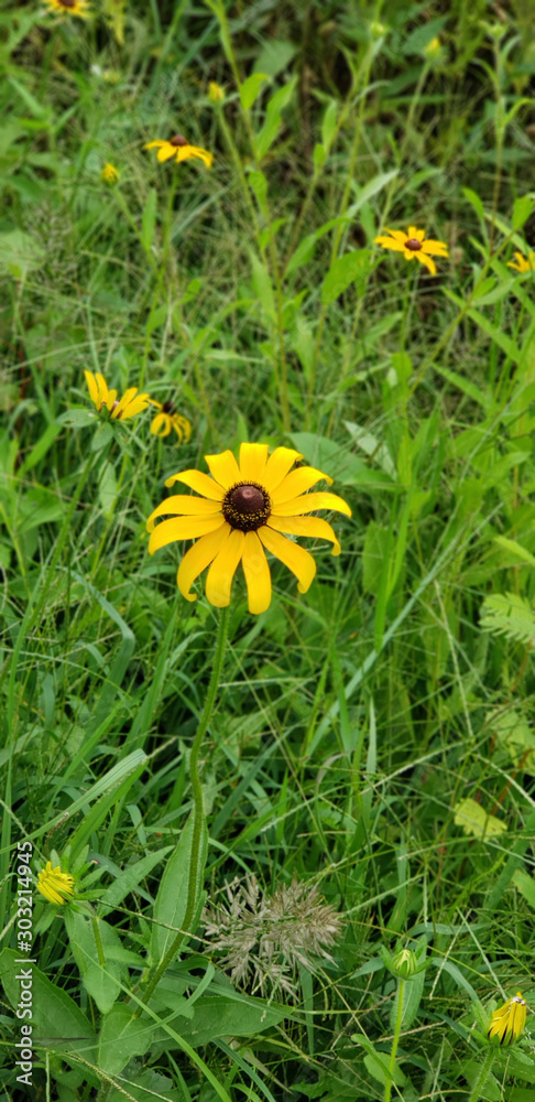 wild yellow black-eyed susan flowers in a field in the summer in Cleveland, Ohio wild yellow black-eyed susan flowers in a field in the summer in Cleveland, Ohio