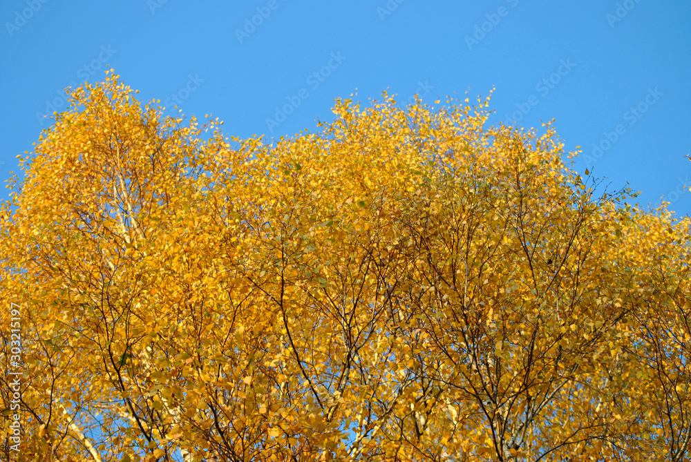 Birch branches with yellow leaves in autumn, in the light of sunset. Dry autumnal leaves background, golden birch tree foliage, bright yellow sunshine, autumn park, seasons change, fall nature Birch branches with yellow leaves in autumn, in the light of sunset. Dry autumnal leaves background, golden birch tree foliage, bright yellow sunshine, autumn park, seasons change, fall nature