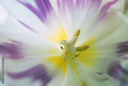 Canvas Print tulip flower, stockholm , sweden nacka
