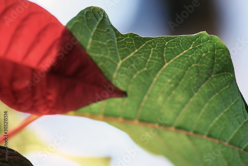 Photography leaf on green background, stockholm , sweden, nacka