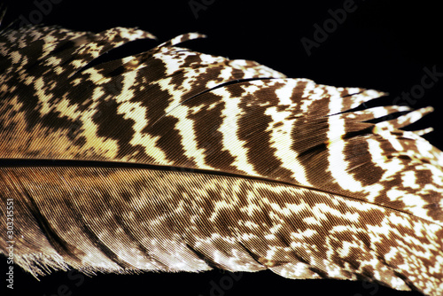 Photography feather from swan, stockholm , sweden, nacka