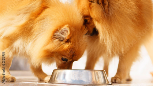 Photography Pomeranian dogs eating together