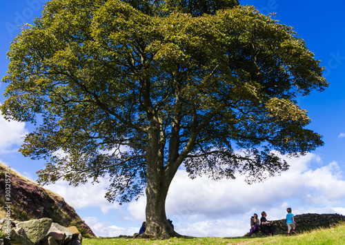 Lone sycamore tree at Hadrian's wall against a blue sky