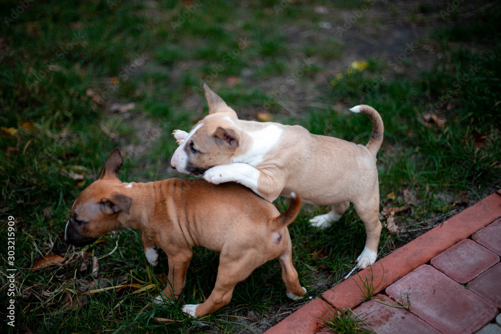 puppies of miniature bull terriers for a walk puppies of miniature bull terriers for a walk