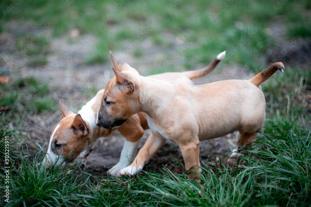 puppies of miniature bull terriers for a walk puppies of miniature bull terriers for a walk