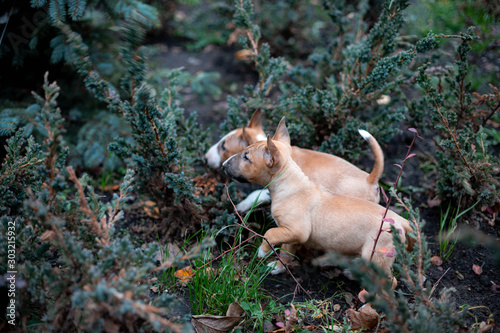 Fotografia puppies of miniature bull terriers for a walk