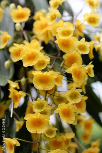 Close- up yellow hanging Orchids in bloom