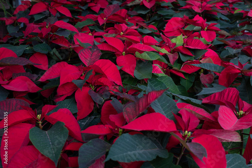 flower christmas poinsettia houseplant (Euphorbia pulcherrima) photo